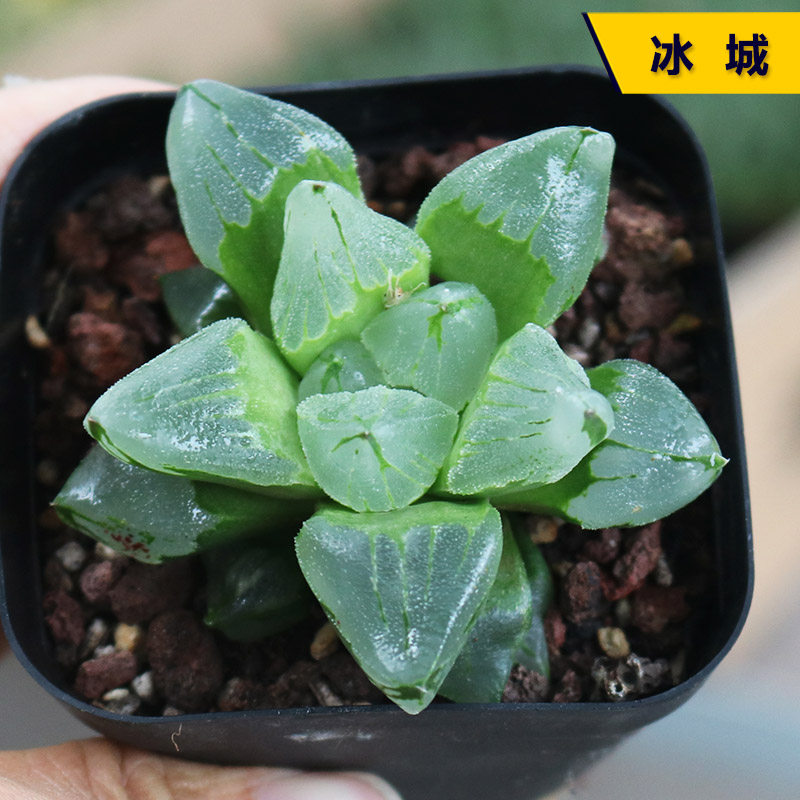 冰城多肉植物十二卷属稀有背窗透窗玉露寿办公室桌面防辐射小盆栽