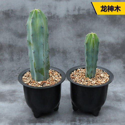 美观阳台龙神木花田舍好养