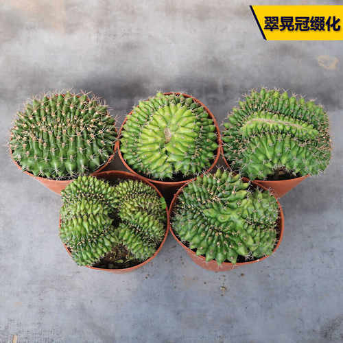 阳台好养开花美观仙人球