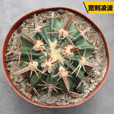 阳台好养开花美观仙人球