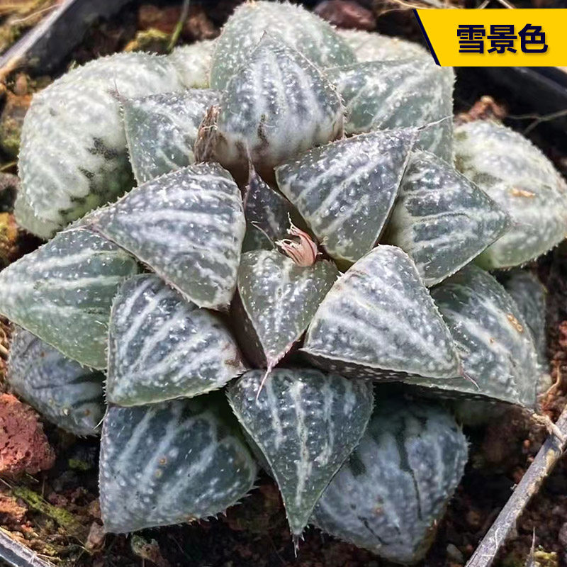 雪景色十二卷玉露寿多肉植物精养雪白透窗好养办公室防辐射小盆栽