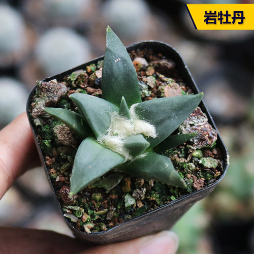 实生好养开花美观小盆栽