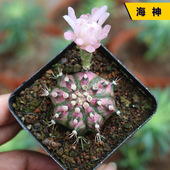 海神粉钻仙人球稀有粉花裸萼球属好养美观仙人掌多肉阳台小盆栽