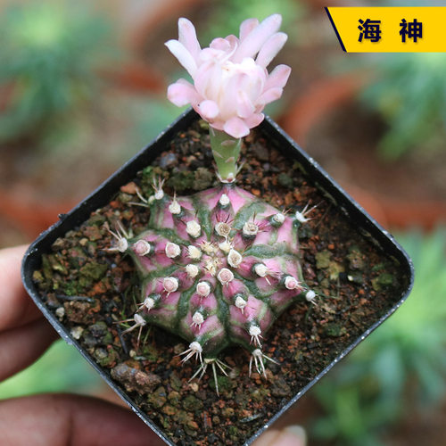 花田舍好养海神开花美观