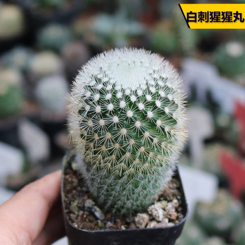 实生开花美观好养仙人球