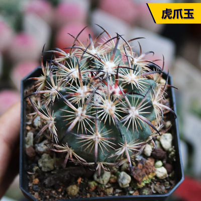 实生强刺美刺开花虎爪玉仙人球