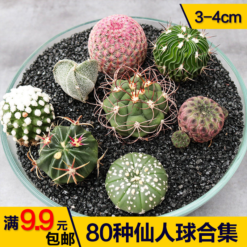 植物鸾凤玉多少钱 植物鸾凤玉优惠券免费领取 有条鱼