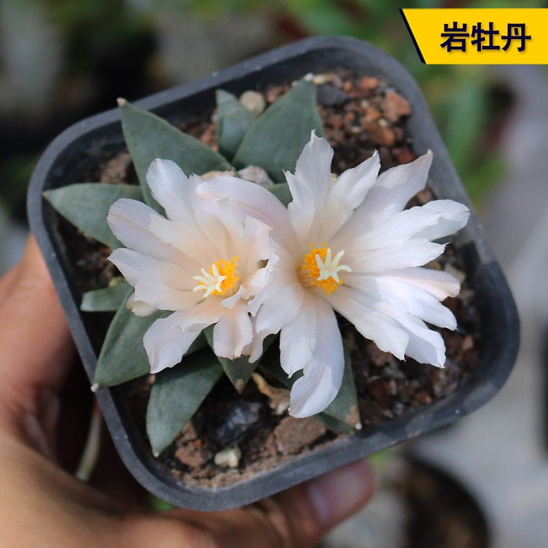 岩牡丹实生仙人球精养开花美观好养不扎手块根多肉阳台庭院小盆栽