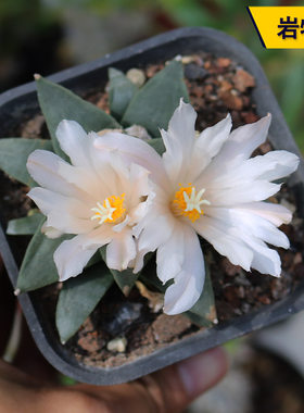 实生好养开花美观小盆栽