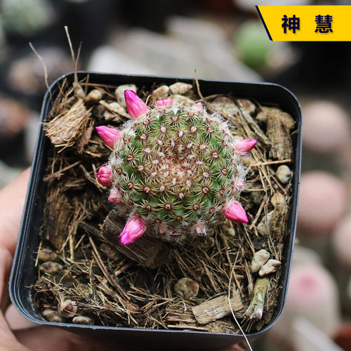 阳台好养开花美观仙人球