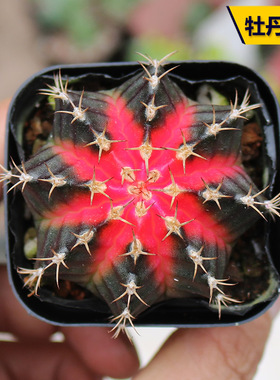 牡丹药锦 瑞云牡丹 绯牡丹趣味红色黄色药锦仙人球办公室小盆栽