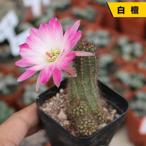 阳台庭院开花美观好养小盆栽
