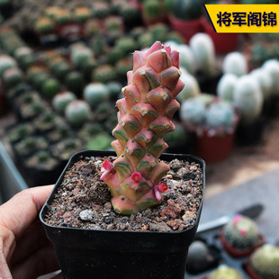 花田舍 将军阁锦多肉植物 稀有冷门趣味仙人柱办公室阳台小盆栽
