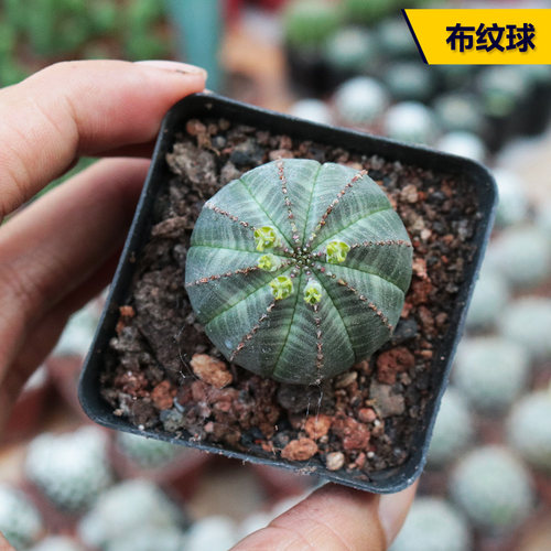 精养开花美观好养布纹球仙人球