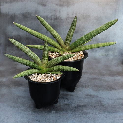 绿植田舍创意趣味棒叶虎皮兰佛手