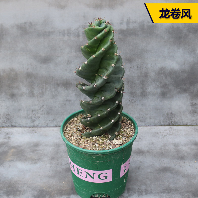 大型仙人掌好养美观造景露养开花