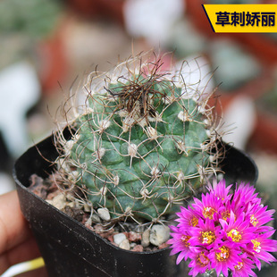 草刺娇丽仙人球开花美观美花红花软刺不扎手仙人掌多肉桌面小盆栽