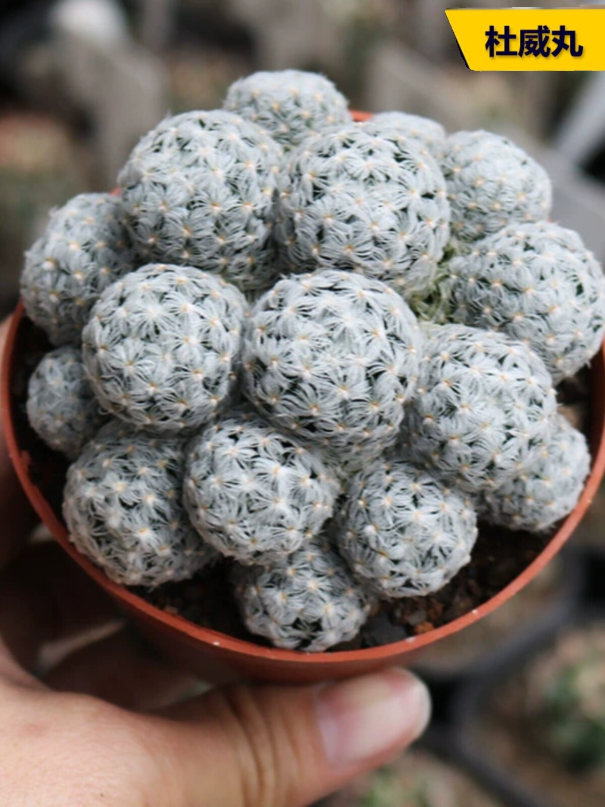 杜威丸群实生仙人球多头软刺不扎手开花美观好养仙人掌多肉小盆栽