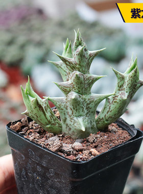 花田舍紫龙角多肉植物办公室桌面
