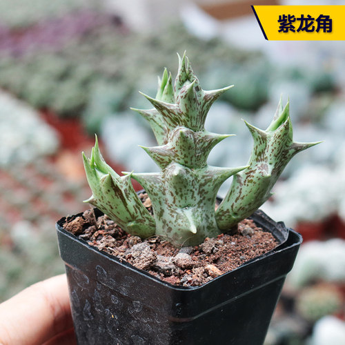 花田舍紫龙角多肉植物办公室桌面