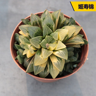 姬寿锦 多肉植物自然锦十二卷玉露寿绿植花卉办公室阳台小盆栽