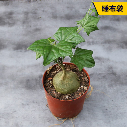 实生趣味块根睡布袋多肉植物