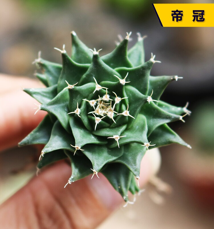 实生帝冠仙人球小苗 稀有四大名球开花防辐射多肉植物室内 小盆栽