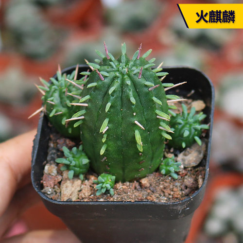 花田舍好养火麒麟开花美观