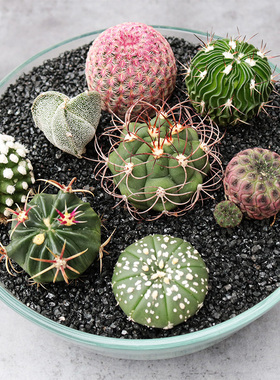 实生仙人球合集开花美观好养星兜鸾凤玉多肉植物仙人掌盆栽易度夏