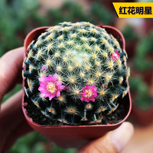 开花仙人球花田舍实生好养明星