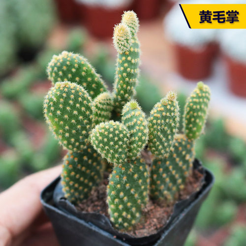 黄毛掌仙人球实生红毛开花小盆栽