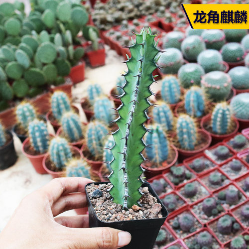 花田舍龙角麒麟多肉大戟科趣味
