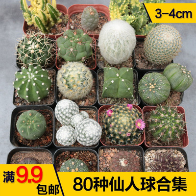 实生仙人球仙人掌合集短毛丸组合