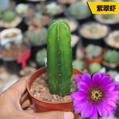 紫翠虾仙人柱稀缺开夏易度夏桌面