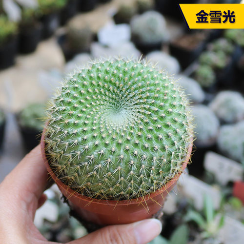 实生开花好养金雪光仙人球