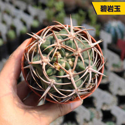 阳台好养开花美观仙人球