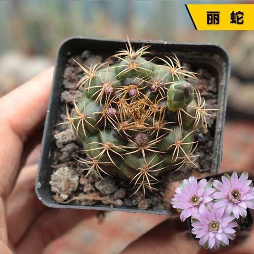 丽蛇实生仙人球趣味小型小盆栽