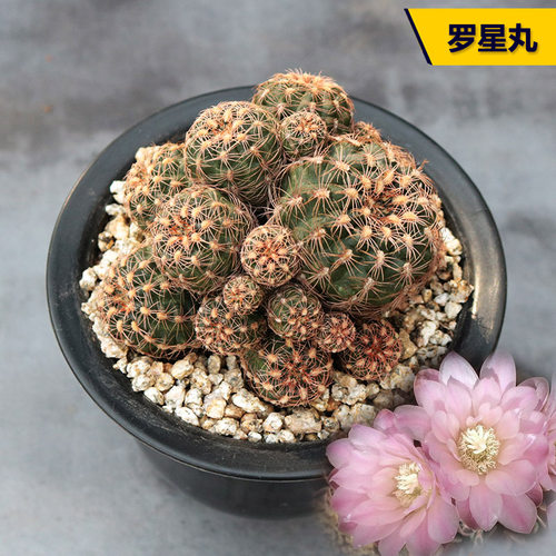 樱花罗星丸粉花美观好养仙人球
