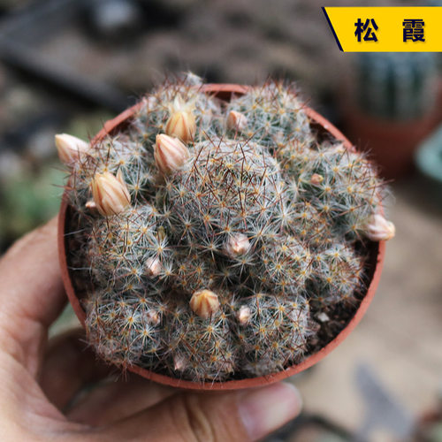 开花美观小盆栽易养活仙人球