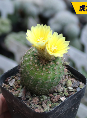 虎之子实生仙人球趣味小型士童属开花美观好养易度夏阳台庭院盆栽