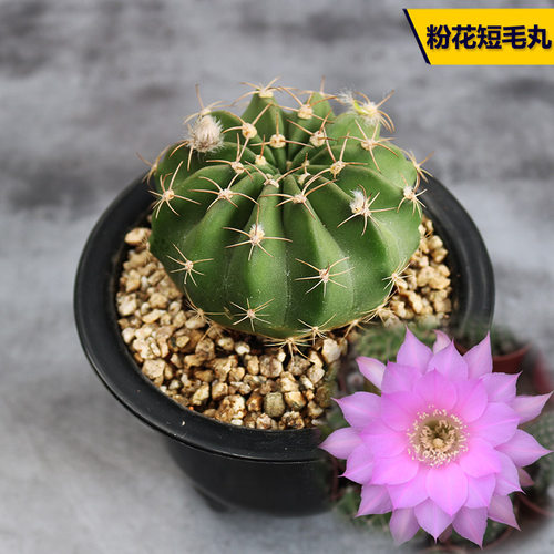 粉花短毛丸仙人球实生粉红色