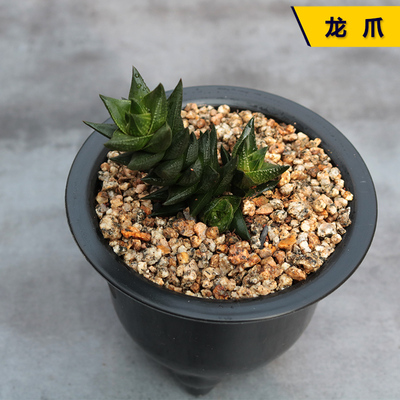 多肉植物花田舍好养龙爪