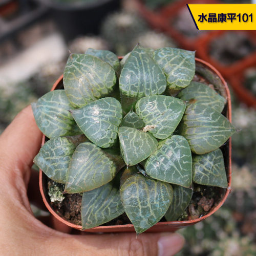 花田舍好养美观水晶康平101