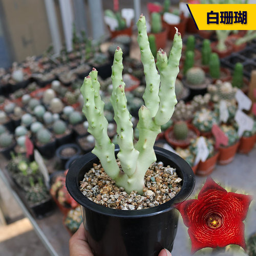 白珊瑚开花美观好养萝藦科