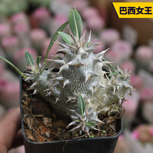 巴西女王棒槌树属块根多肉植物