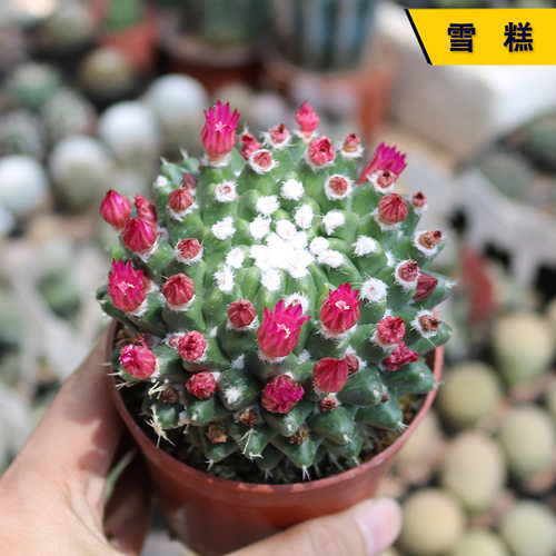 实生开花美观好养大颗雪糕仙人球