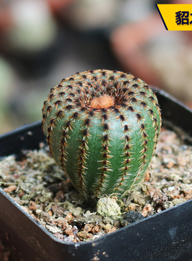 貂之子实生仙人球 士童属小型开花趴刺不扎手仙人掌多肉好养盆栽