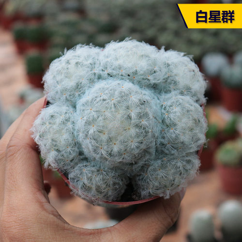 花田舍白星群生实生不扎手仙人球
