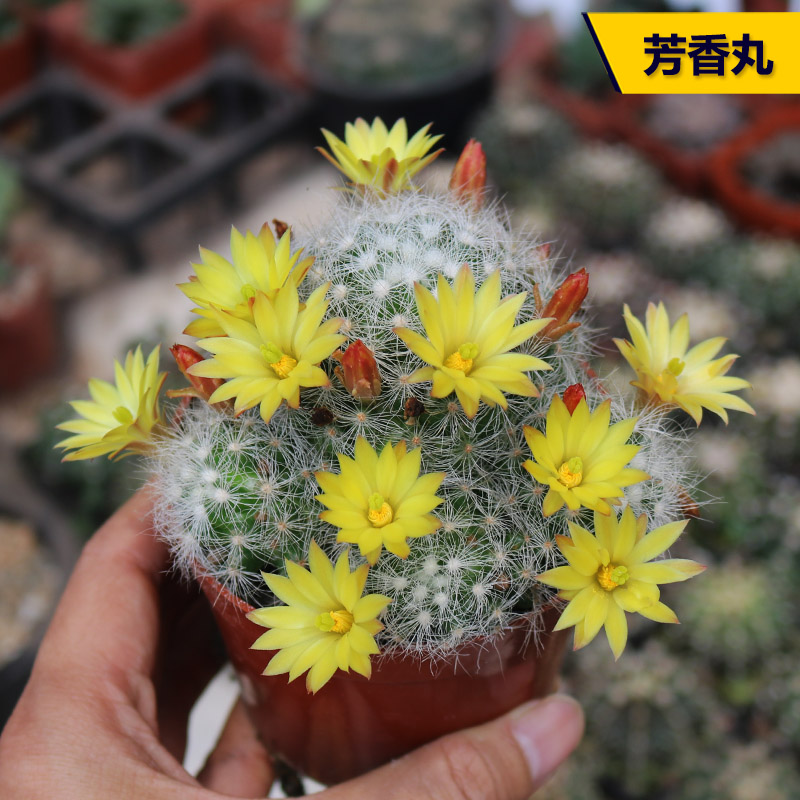 芳香丸群实生仙人球稀有开花芳味美观仙人掌多肉办公室防辐射盆栽