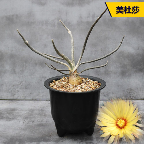 美杜莎实生多肉植物稀缺冷门块根